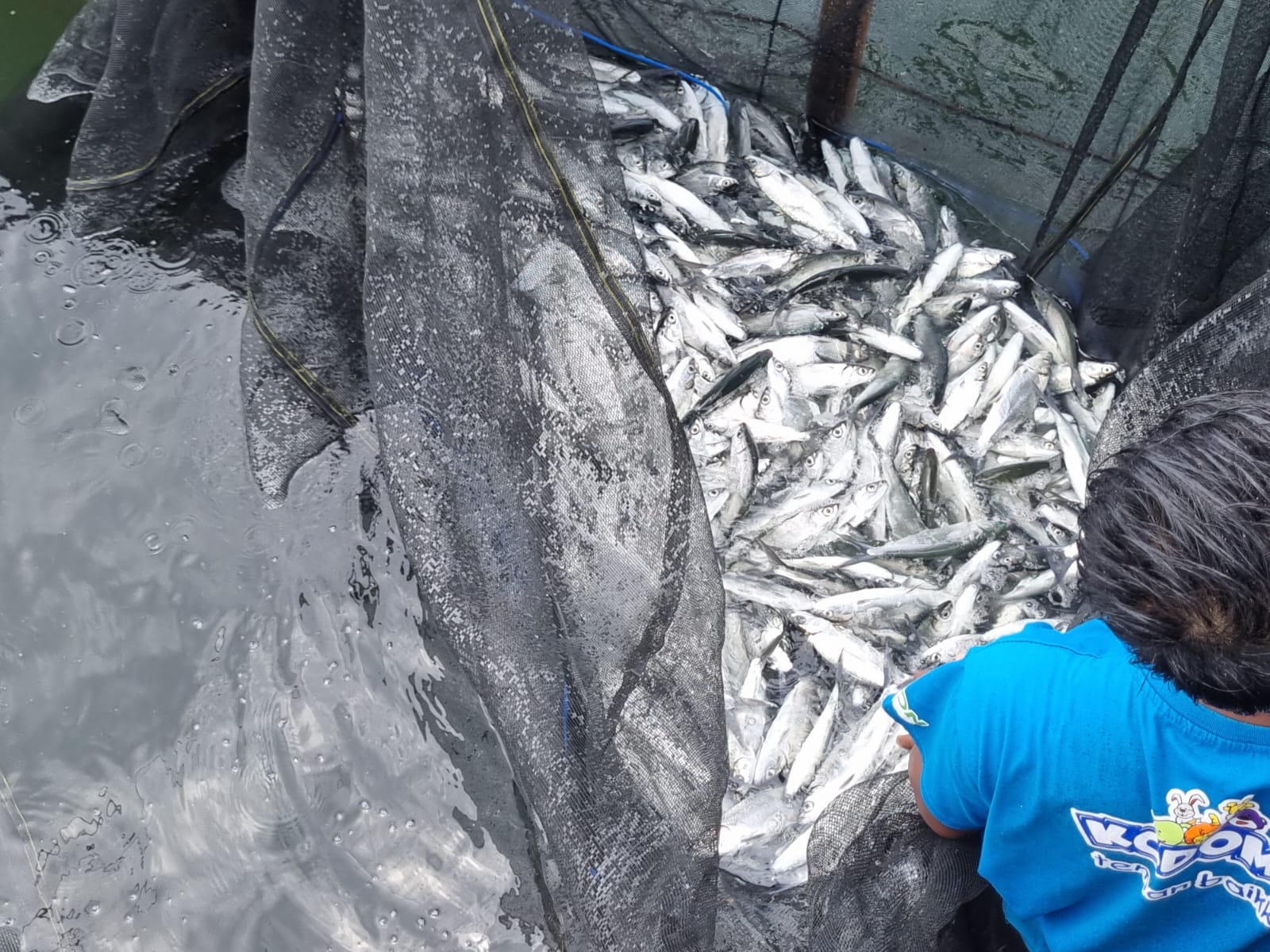 Panen Perdana Ikan Bandeng Pilot Project Ketahanan Pangan Budidaya Ikan Bandeng dengan Sistem Keramba Tancap Laut ( KTL ) 