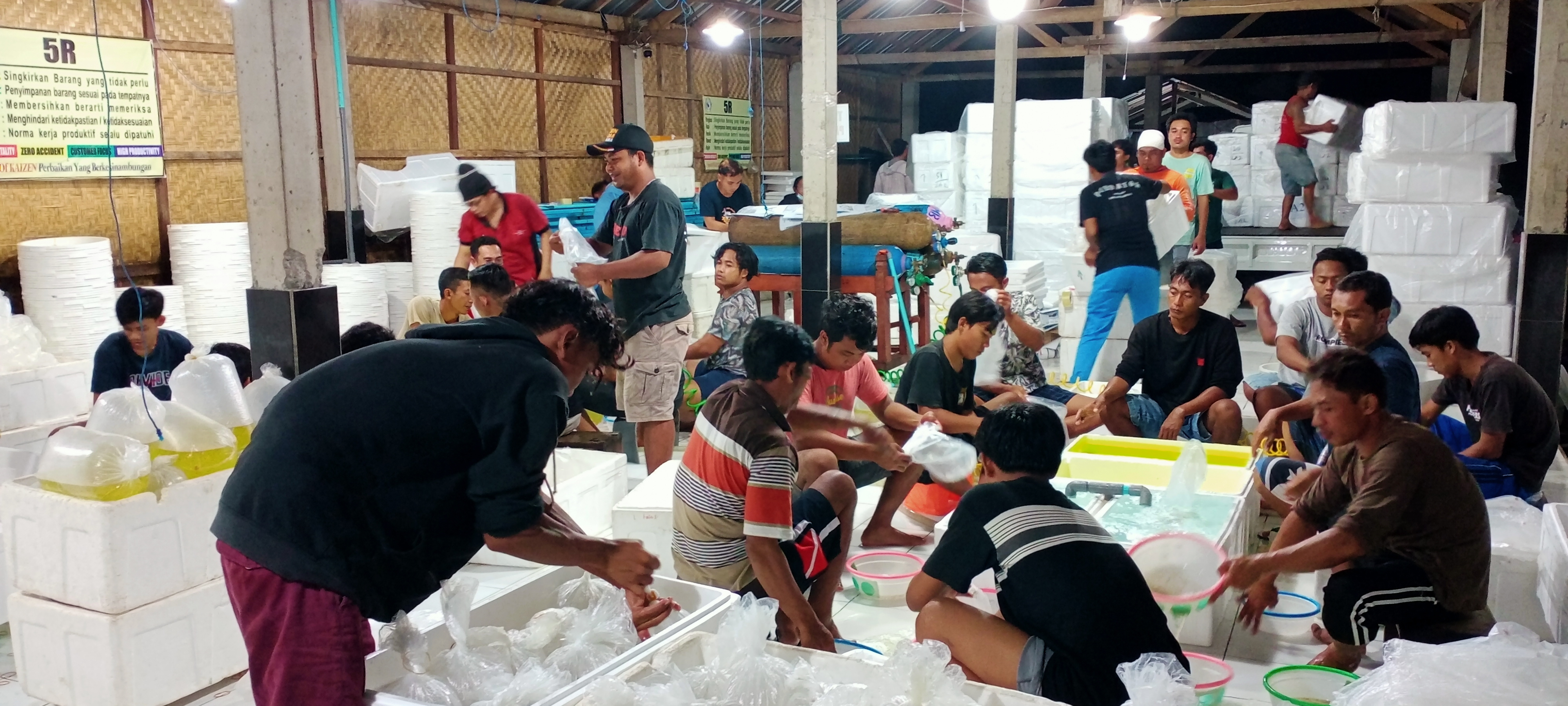 Ekspor Bibit Bandeng Tujuan Manila, Philippines Gread A dan B