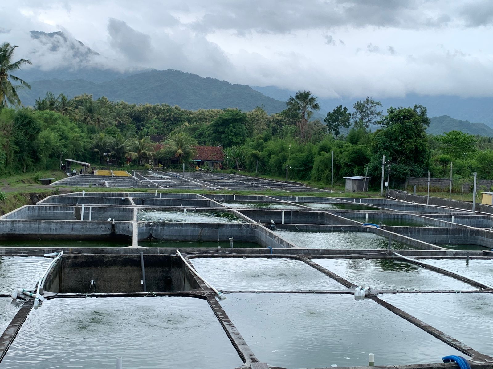 Dilema Penurunan Produktivitas dan Kualitas Benih Bandeng Ditengah Musim Ekspor Imbas Cuaca yang Tidak Menentu