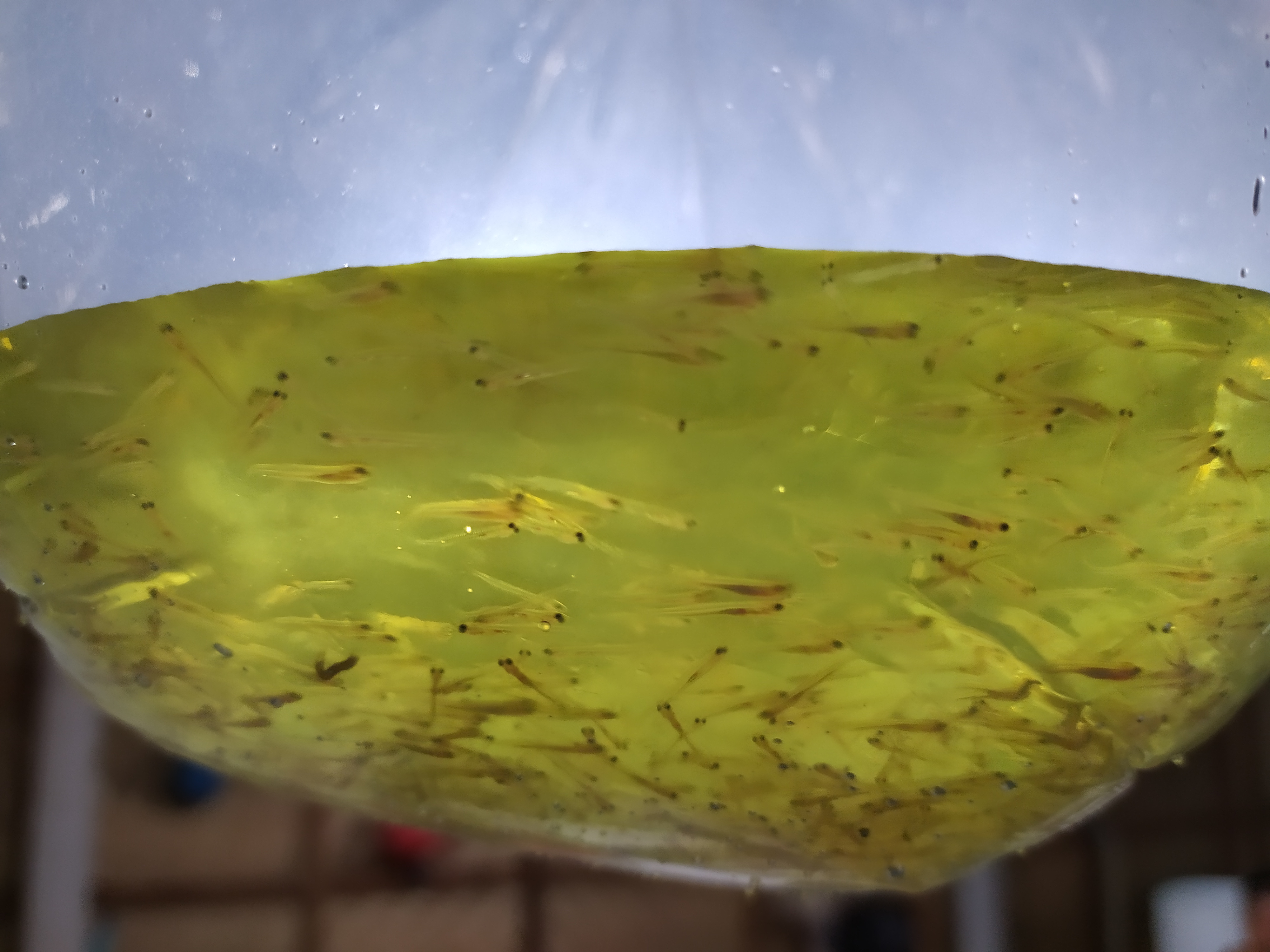 Nener / Bibit Bandeng B1-2 Ekspor