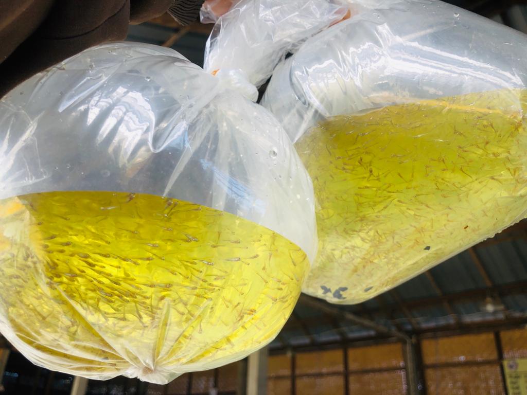 Nener / Bibit Bandeng B1