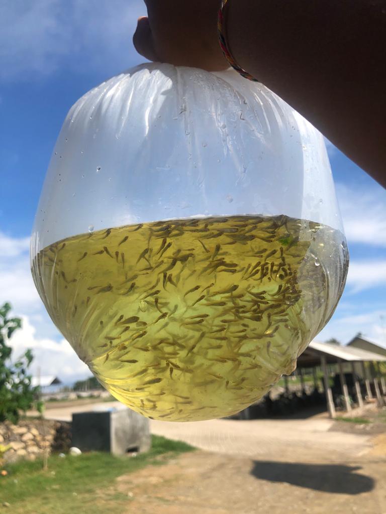 Nener / Bibit Bandeng Size A